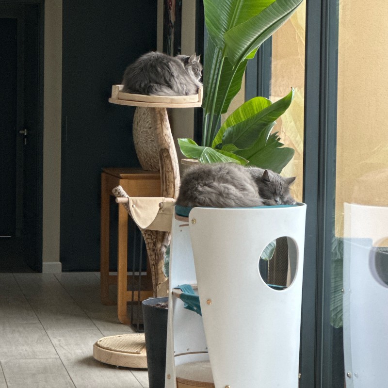  Réalisation d’arbre à chat de luxe à disponible Montpellier dans l’Hérault 