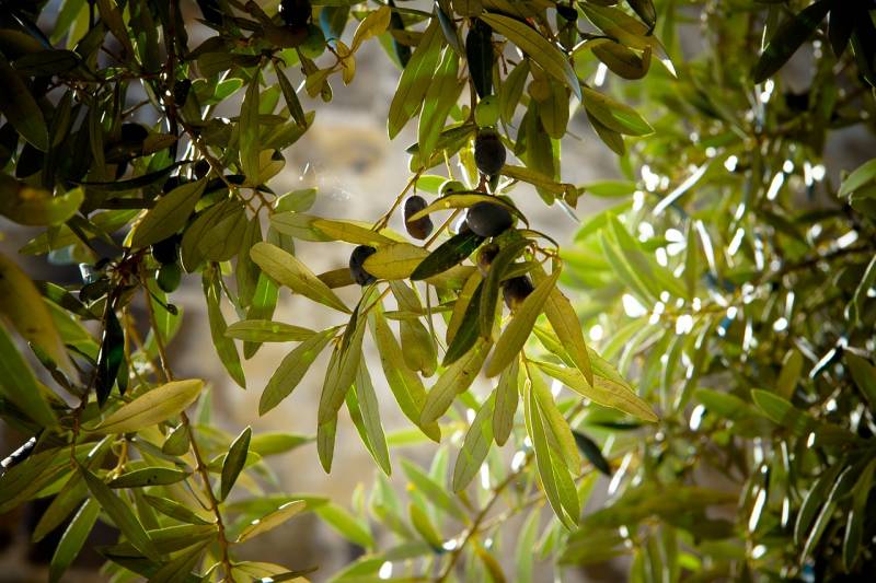 L'olivier centenaire Macrobonsai taillé en plateau : un élément de déco extérieure méditerranéenne avec la Jardinerie des Jonquières