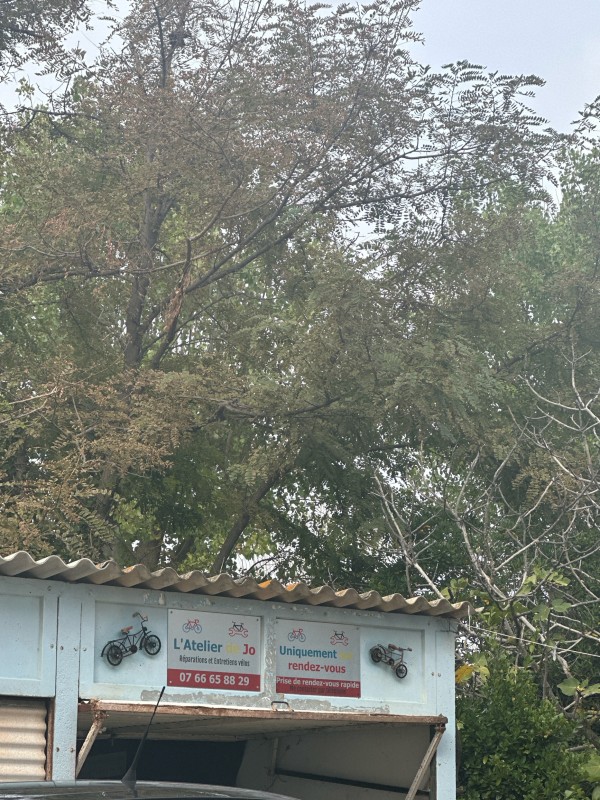 réparation de vélo par un professionnel sur lunel proche de palavas 