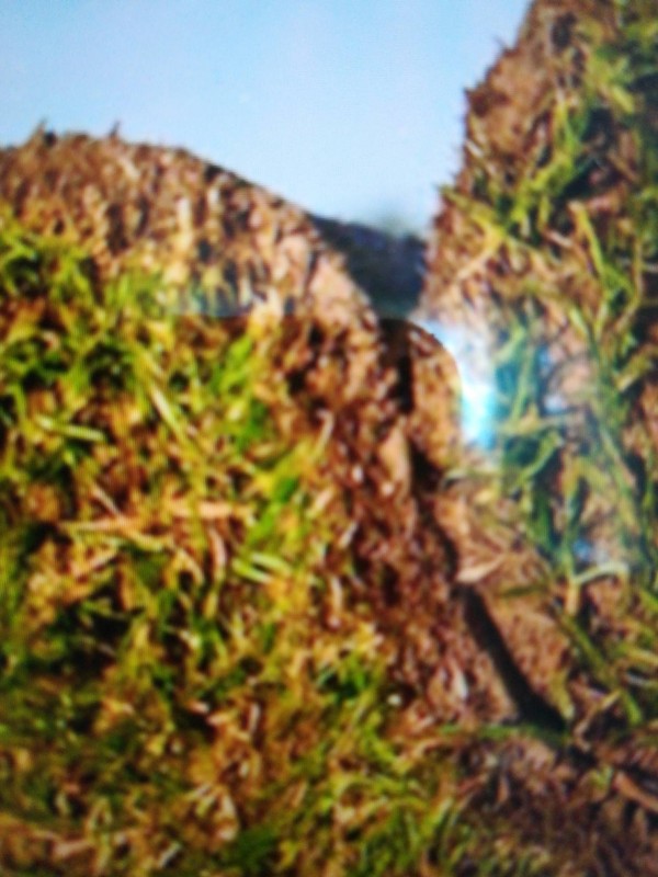 Où acheter du gazon en rouleau naturel dans le Var à côté de Toulon