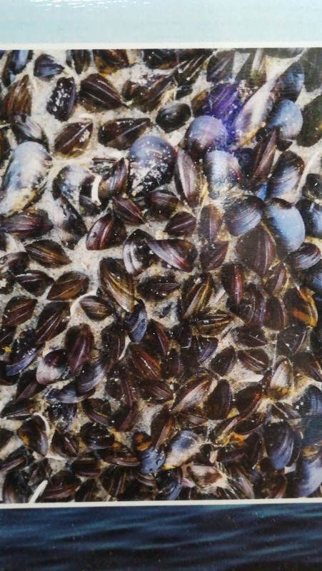 Producteur de fruits de mer pour restaurant spécialisé à Saint-Martin-de-Crau