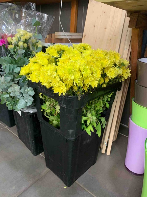 Livraison rapide de chrysanthèmes jaunes la Rose d'Or Pertuis dans le Vaucluse