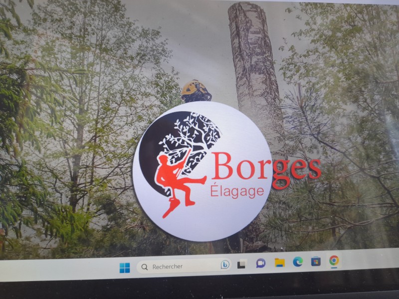 Entreprise d'élagage spécialisé pour abattage de grande arbre à Lunel