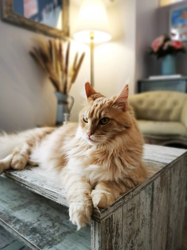 Trouver un bar à chats avec dégustation de café et petits gâteaux faits maison dans le centre ville de Montpellier