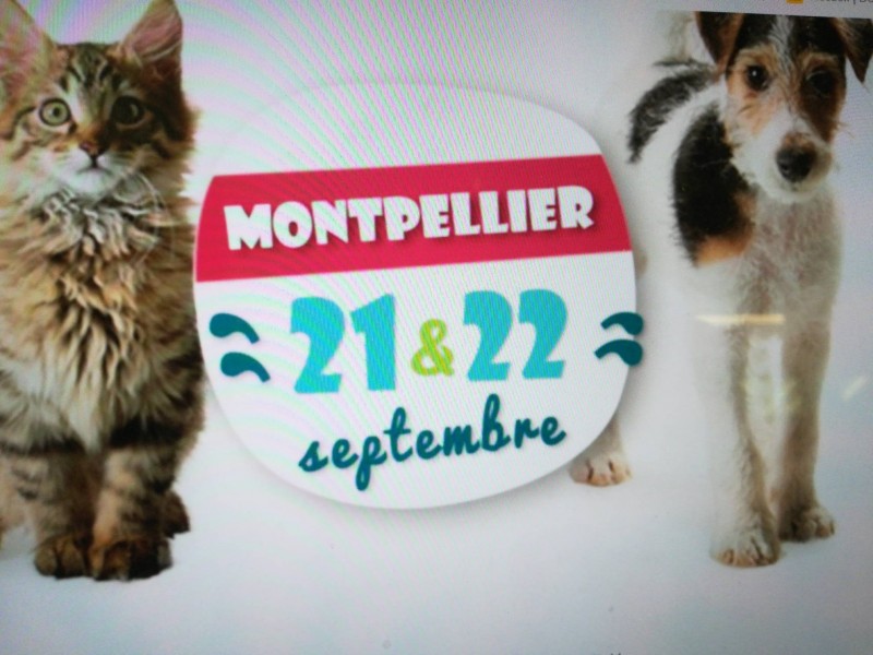 salon du chiot et des chatons au parc des expo de Montpellier du 21 au 22 septembre