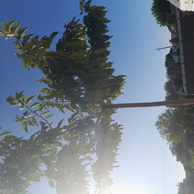 entreprise d'élagage spécialisé à Bouillargues proche de Nîmes