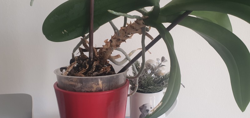 pharmacie qui propose un service de télé consultation sans rendez-vous à Morières les Avignon