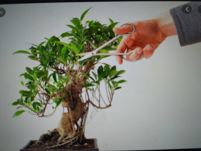 Prendre des cours de taille de bonsaï pour débutant avec un spécialiste à Toulouse