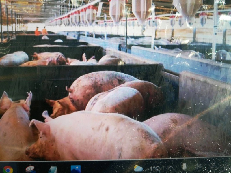 Installation d'un système de brumatisation dans un bâtiment et hangar agricole de Nice en région PACA