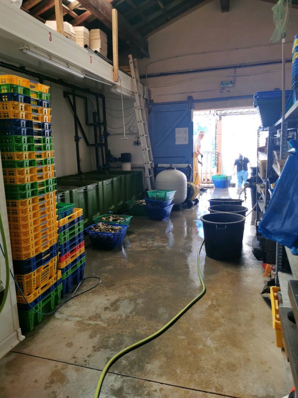 Dégustation fruits de mer bassin de Thau Bouzigues