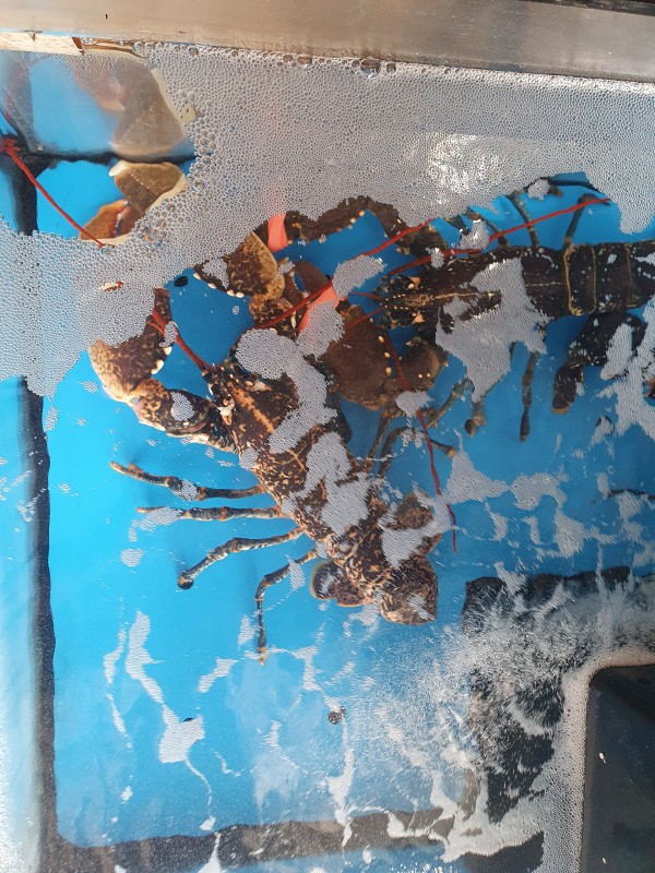 Où trouver des homards et des bulots frais à Valras dans l'Hérault