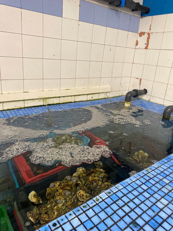  Où acheter un plateau huîtres pour les fêtes de Noël à cette proche de Montpellier dans l’Hérault 