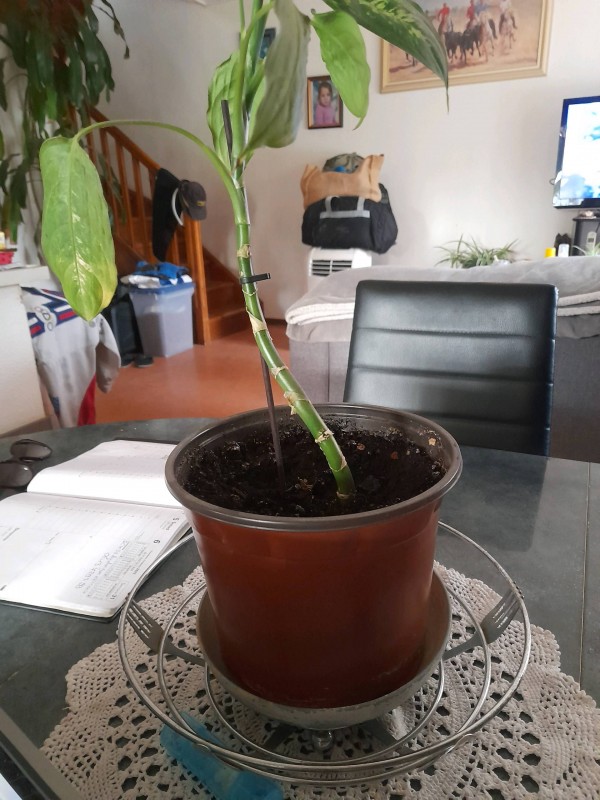 Où trouver une réparation embrayage sur Montpellier dans l'Hérault