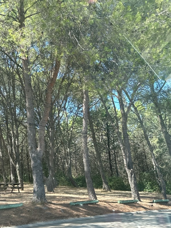 Services de dératisation et de lutte contre les nuisibles Élimination des souris à Vergeze proche de Nîmes 