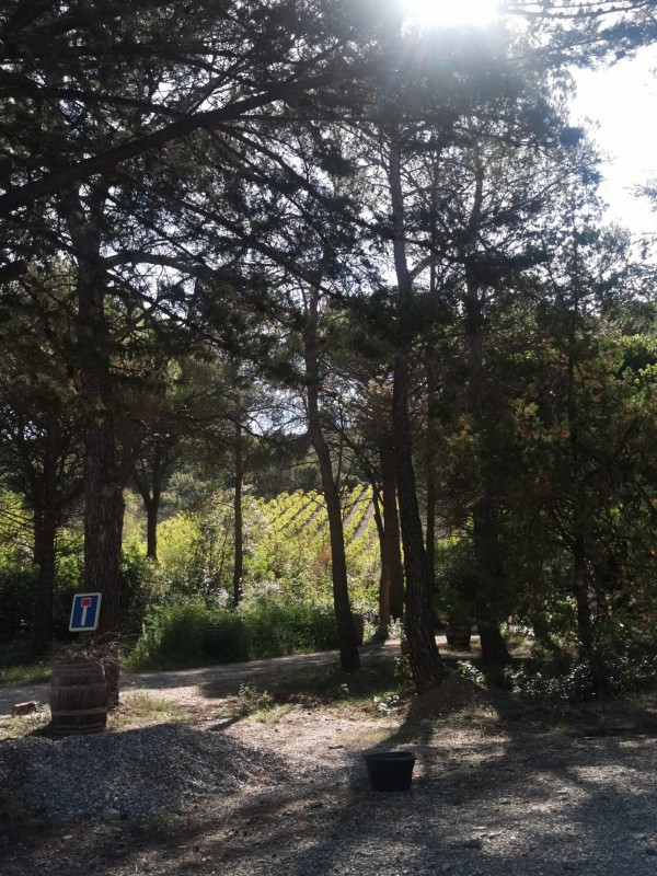 où acheter du vin bio local dans la région de l'Hérault.