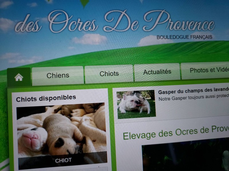 Élevage spécialisé pour bouledogue français et bulldog anglais dans le sud de la France à Carpentras proche d'Avignon plein de mots