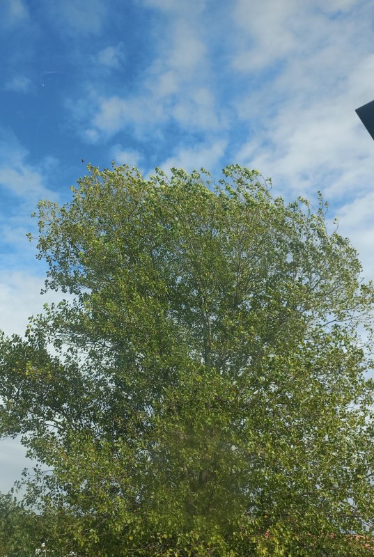 où trouver un magnétiseur médecine chinoise à Saint-Roman la plaine à côté de Saint-Étienne