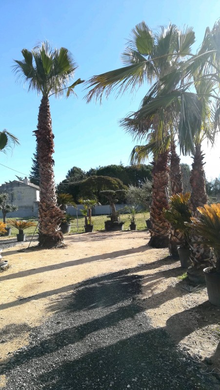 Où trouver un palmier washingtonia adulte à Aix en Provence Royal Palm Aix