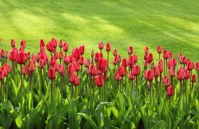 Comment réaliser un aménagement de jardin paysager sur-mesure à Villefranche-sur-Saone ?