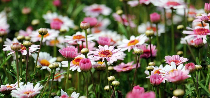 où trouver un paysagiste pour créer et entretenir les jardins dans les Bouches du Rhône
