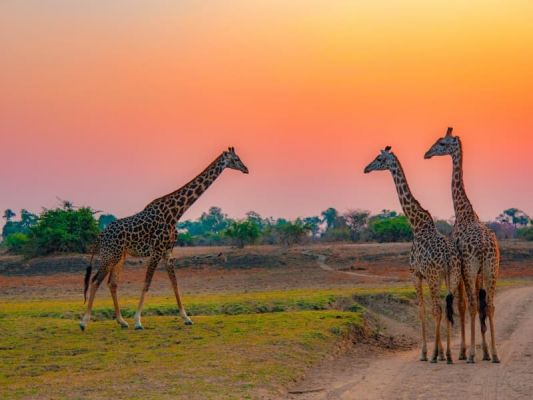 Safari et circuit au Kenya Agence de voyage