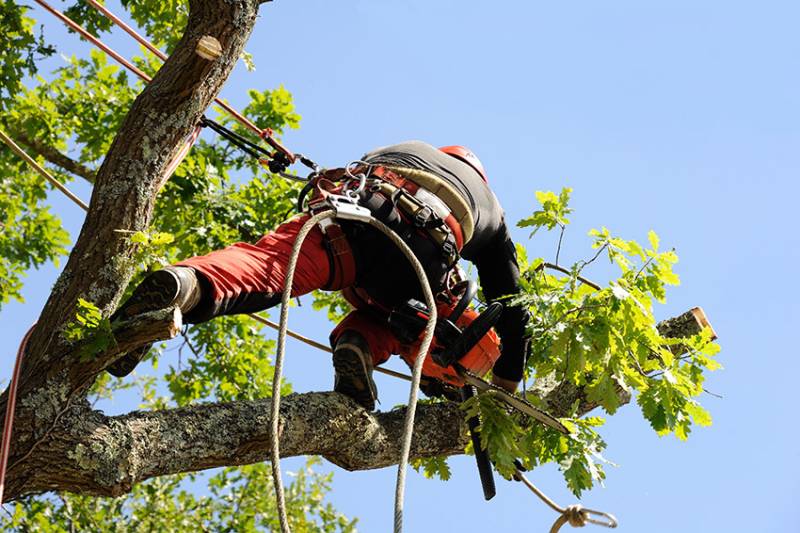 élagueur taillant un arbre