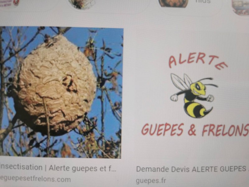 Destruction nid de frelon avec cordes accès difficile à marseillan proche de Montpellier