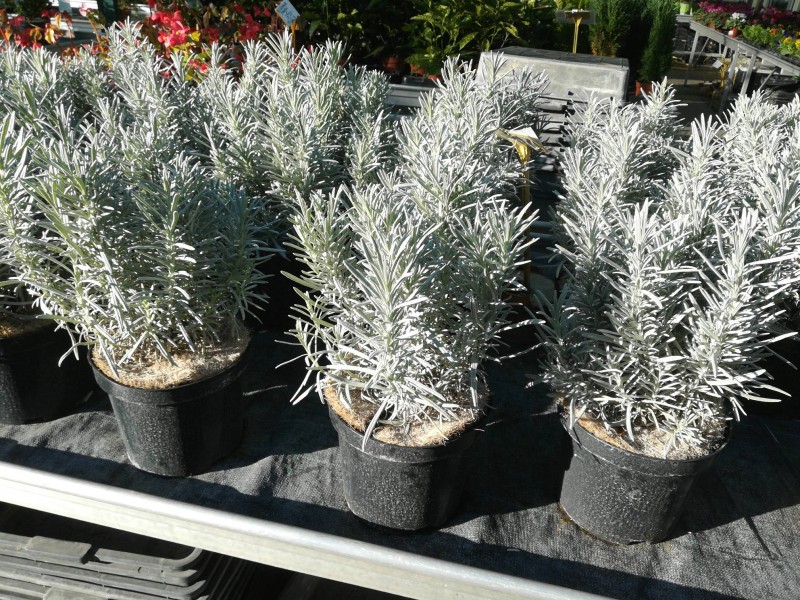 Où trouver une jardinerie vendant des plants de lavande sur Lunel