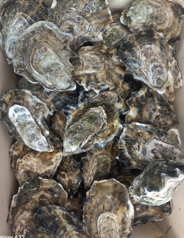 vente et préparation d'un plateau de fruits de mer coquillage et crustacés sur Sommières à côté de Calvisson.