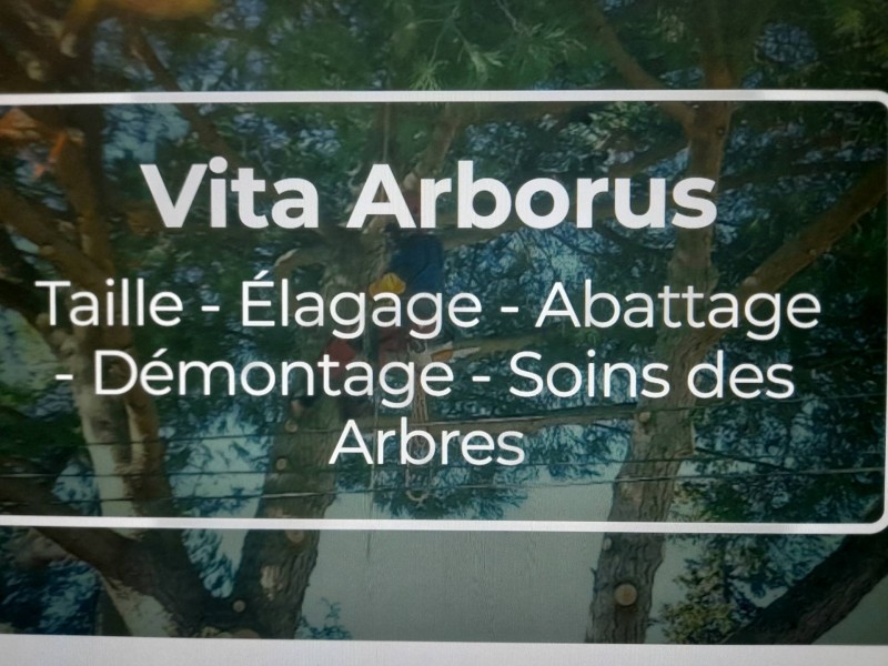 Réalisation d'un élagage d'un catalpa à Paulhan proche de Montpellier dans l'Hérault