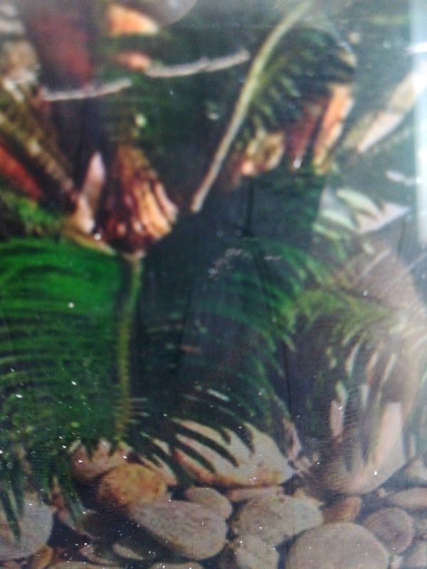 Paysagiste pour création de jardin et aménagement paysager autour d'une piscine à Saint-Rémy-de-Provence dans les Alpilles