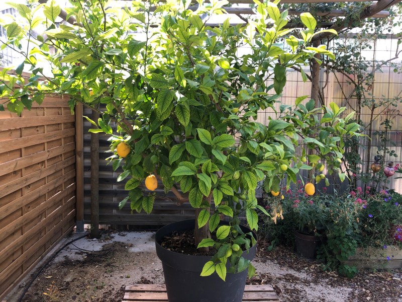 Citronnier quatre saisons 15 ans d’ancienneté disponible à la vente