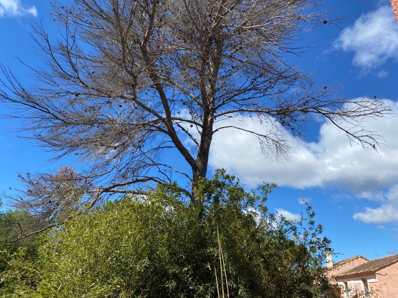 Où trouver un paysagiste pour améliorer mon extérieur à Saint-Jean de Védas dans l’Hérault