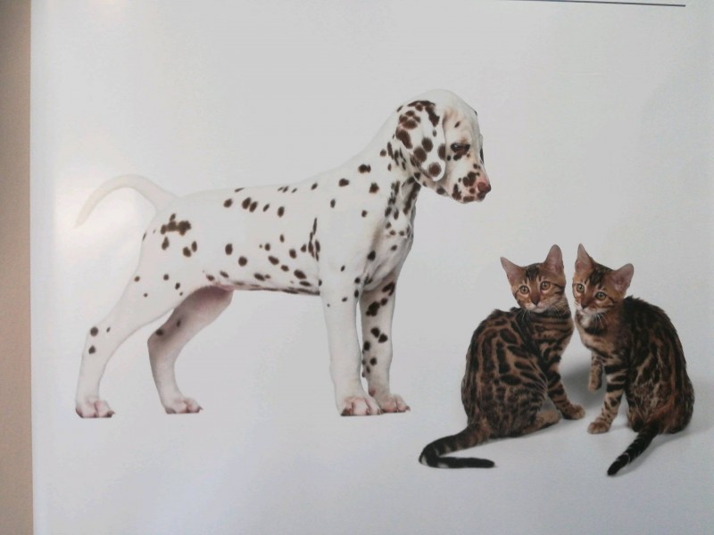 Aliments station spécialisée pour animaux de compagnie chien et chat sur Lunel à côté de La Grande-Motte