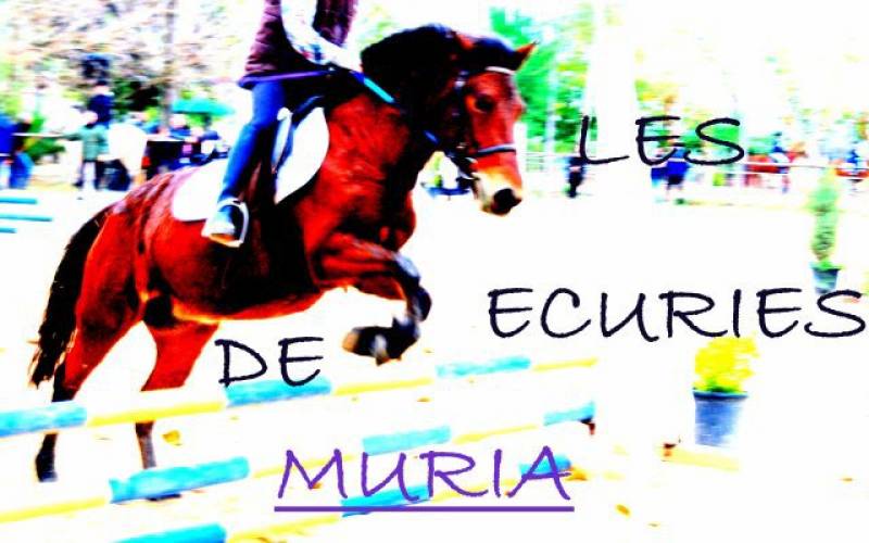 Où trouver un centre équestre avec un manège pour cours d'équitation adulte et enfant sur Lunel à côté de Nîmes