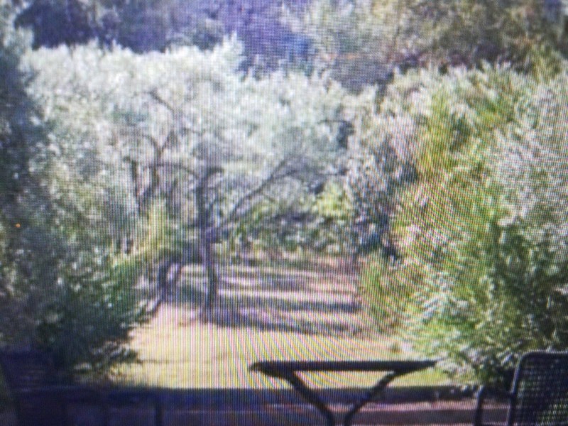 Création d'un jardin paysager dans un mas en plein milieu des Alpilles à St Rémy de Provence proche de mouriès.