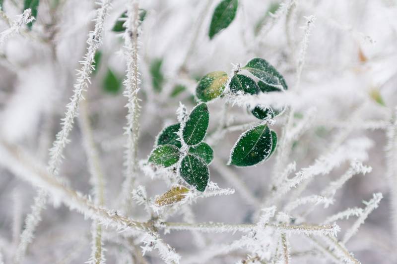 Comment protéger vos plantes et arbres des gelées hivernales ?